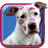 icon Pitbull Dog Live Wallpaper 7.1