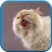 icon Cat screen licks 2.0