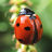 icon Ladybug Wallpaper 2.0.0