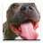 icon Audiobook: Dog Training 44.0