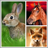 icon Animals LIve Wallpaper 21.0