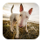 icon Bull Terrier Wallpapers HD 3.0.0