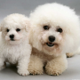 icon Bichon Frise Dogs Jigsaw for Cube Free Young X7