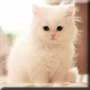 icon Cute Kittens Live Wallpaper for LG K20 V