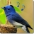 icon BirdSoundsAndRingtones 1.15
