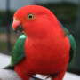 icon Talking Parrot Free LWP