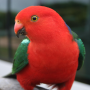 icon Talking Parrot Free LWP for Leagoo T5 THFC