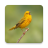 icon Bird Soundboard 2.13