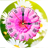 icon Daisy Clock LWP 1.7