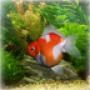 icon Goldfish Aquarium live wallpaper