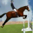 icon SteeplechaseHorse Jumping 1.6