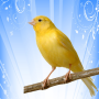 icon Chant Canaris