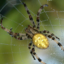 icon Spider - Live Wallpaper