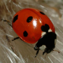 icon Ladybug - Live Wallpaper for Micromax Canvas Juice 4(Q382)