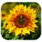 icon Sun Flower Clock Live Wallpaper 1.0