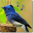 icon BirdSoundsAndRingtones 1.11
