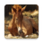 icon Horse Wallpapers 4.1