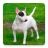 icon Bull Terrier Wallpapers HD 6.0.0