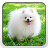 icon com.apex.nova.go.adw.holo.launcher.theme.pomeranian 4.0