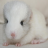 icon Chinchilla Jigsaw Puzzles 1.0