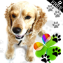 icon Cute Dog Theme for GO Launcher