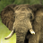 icon live elephant wallpaper 10.00