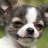 icon chihuahua puppies wallpaper 10.02