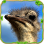 icon Furious Ostrich Simulator