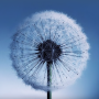 icon Dandelion Live Wallpaper for intex Aqua Lions X1+