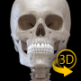 icon Skeleton | 3D Anatomy for HTC 10 evo