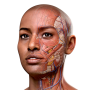 icon Complete Anatomy 2024 for comio C1 China