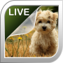 icon Puppies Live Wallpaper