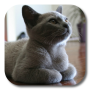 icon British Shorthair