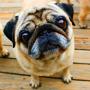 icon Playful Pugs Live Wallpaper