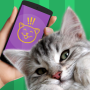 icon Cat Phrasebook Translator
