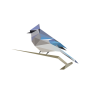 icon BirdNET