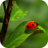icon Ladybug Wallpapers 1.0