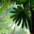 icon Luminescent Jungle 3.3.1